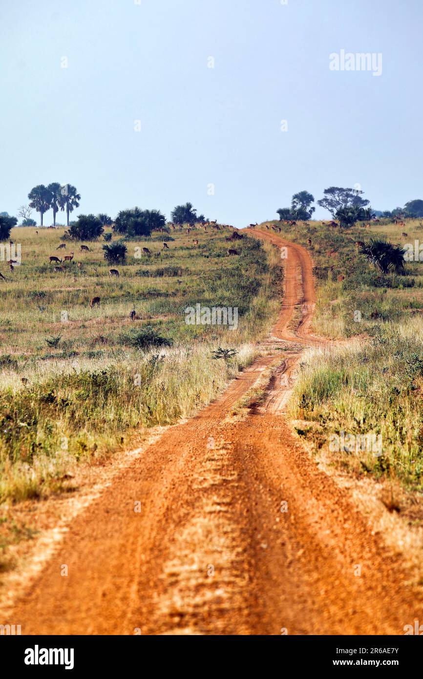 Sandstrasse durch den Murchison Falls National Park Uganda Stock Photo