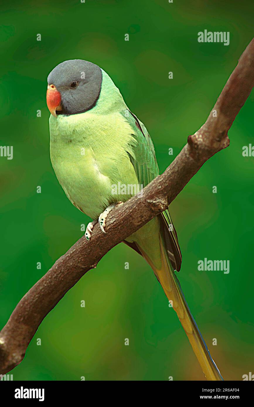 Psittacula finschii hires stock photography and images Alamy