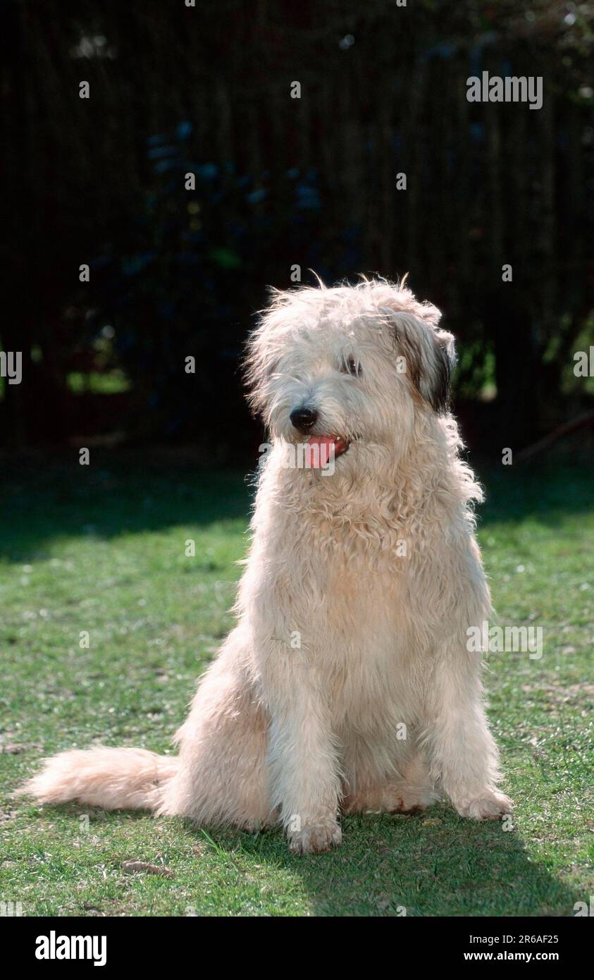 Old German Shepherd Dog, Sheeppoodle Stock Photo