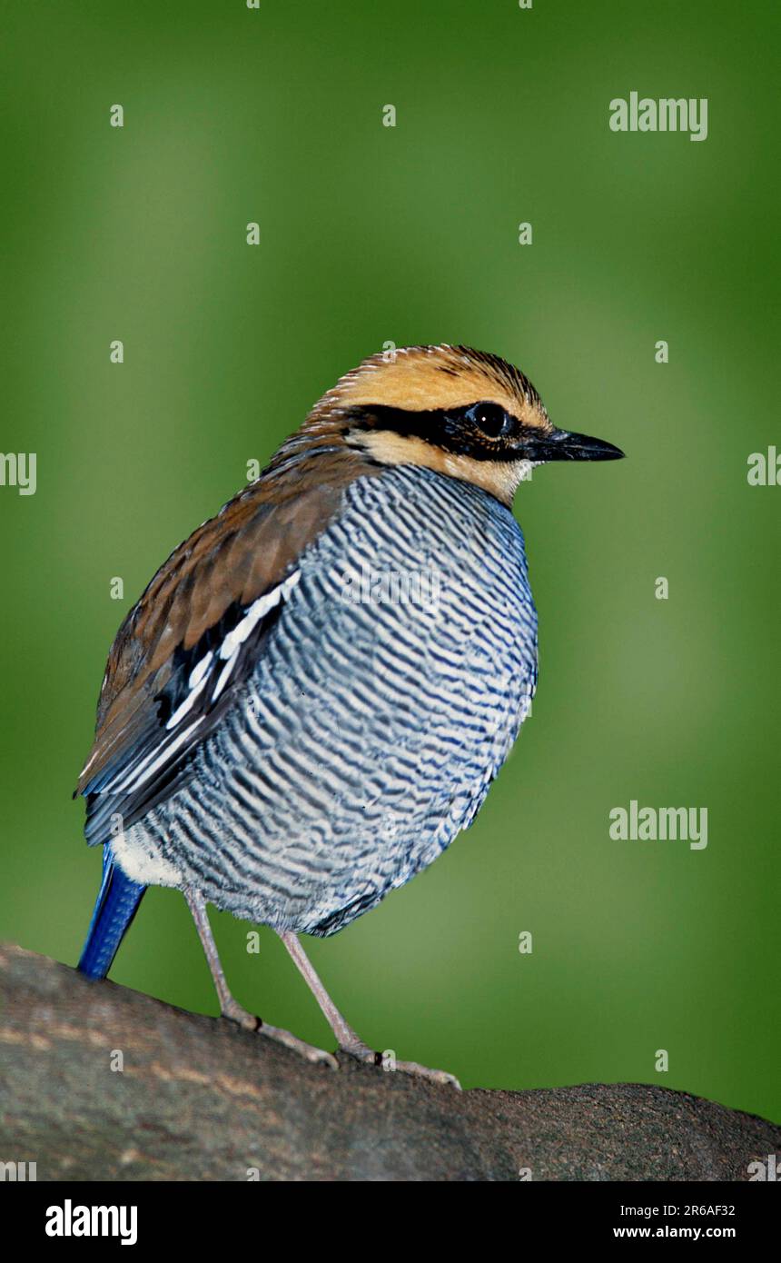Blue-tailed pitta (Eucichla guajana), javan banded pitta (Pitta guajana ...