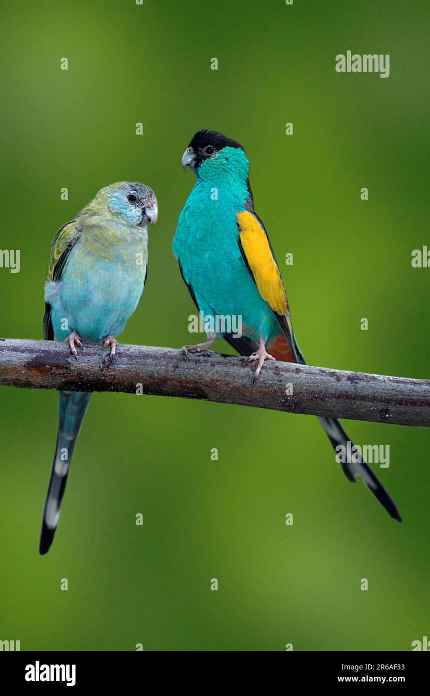 Hooded parrots, pair (Psephotus chrysopterygius dissimilis), Hooded parakeets (parrots) (parakeets) (bird) (birds) (birds) (Australia) (australia) Stock Photo