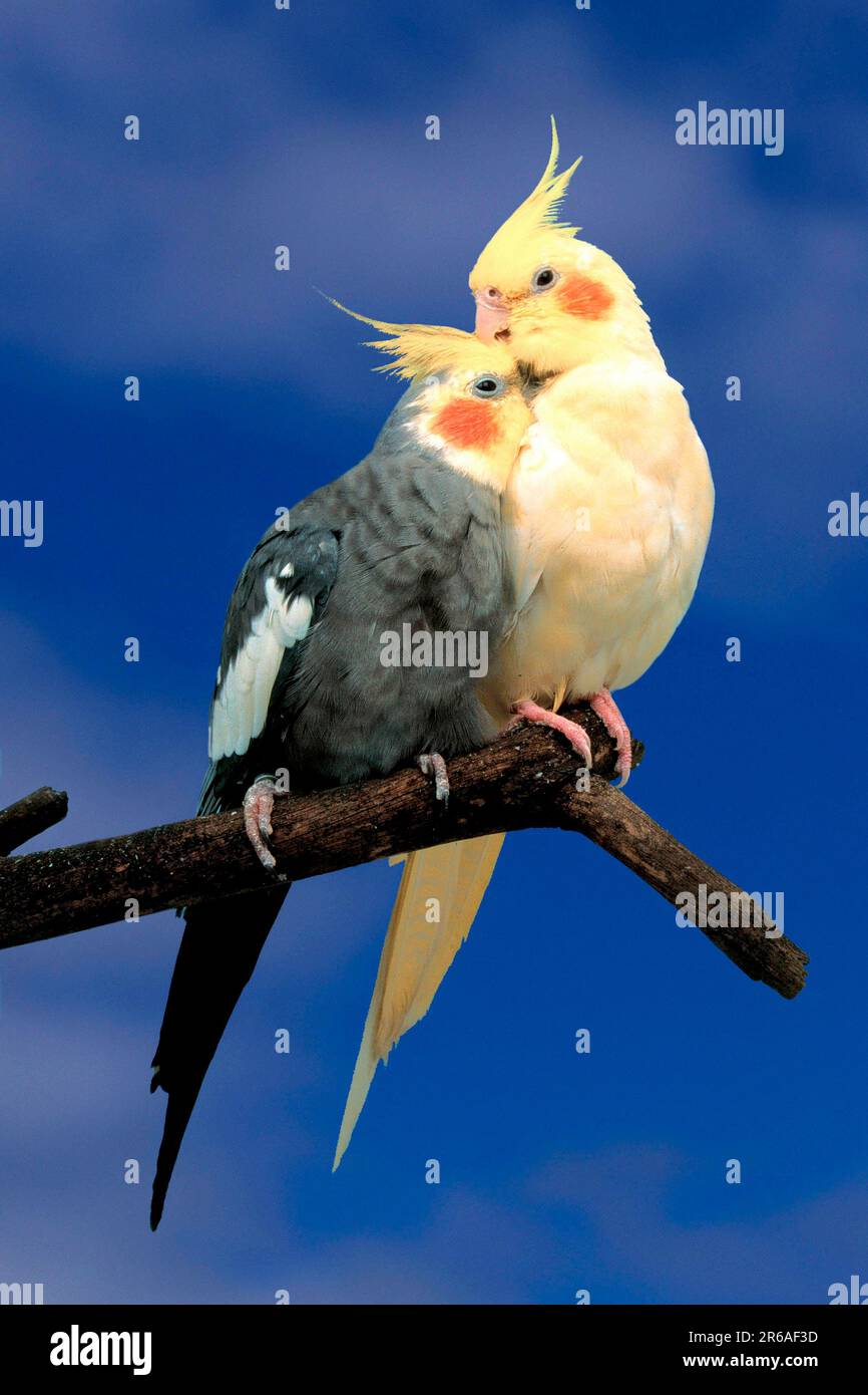 Cockatiels (Nymphicus hollandicus), pair, female grooms male, Nymphensittiche, Paar, grau und