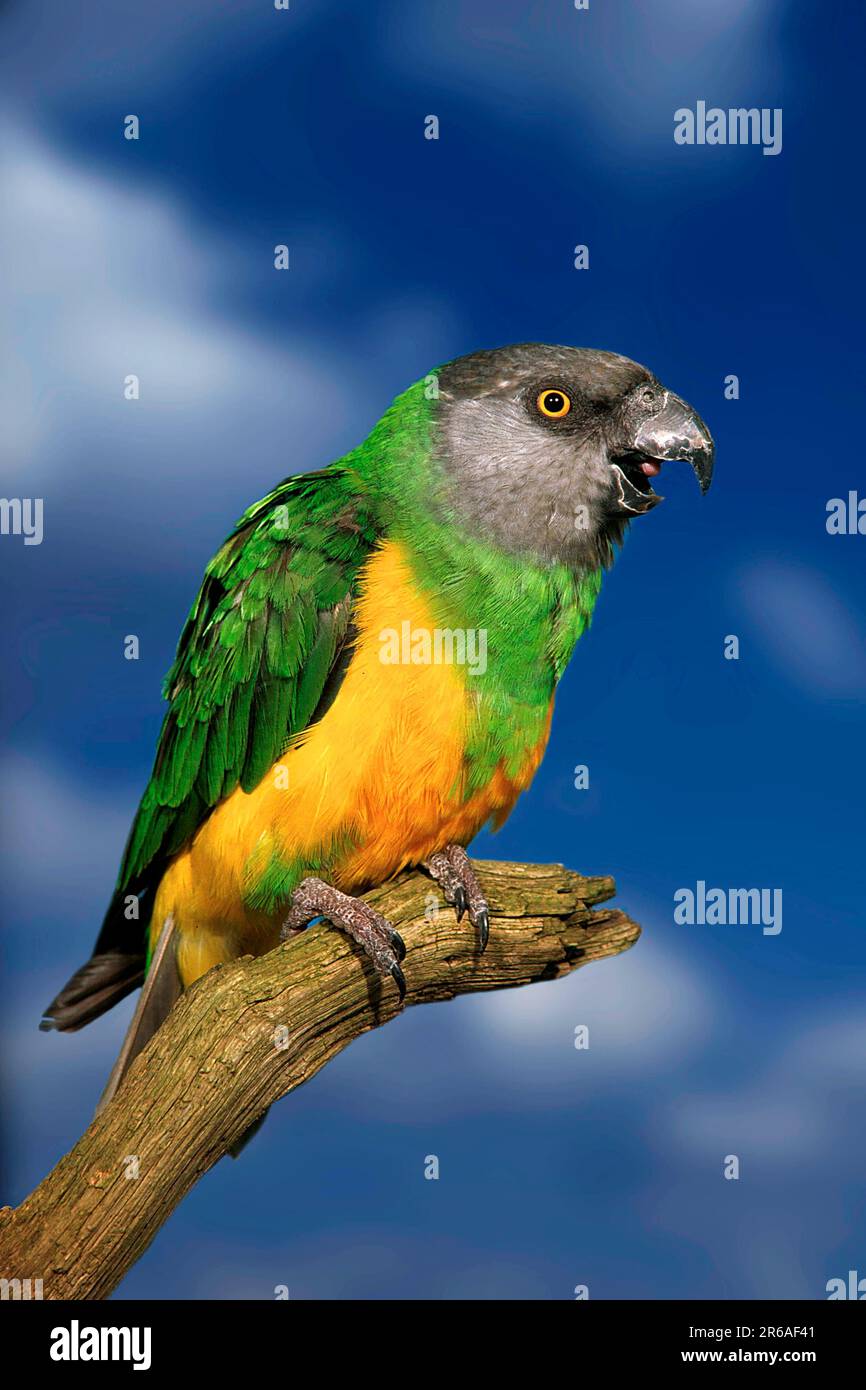 Senegal Parrot (Poicephalus senegalus), yawning, Mohrenkopfpapagei, gaehnend, [Afrika, africa, Vogel, Voegel, birds, Papageien, parrots, Tiere Stock Photo