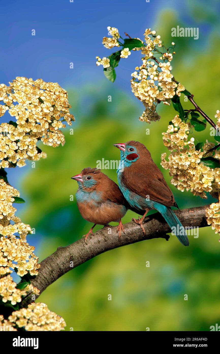 Red-cheeked Blue Waxbills, pair (Uraeginthus bengalus), Schmetterlingsfinken, Paar, [Afrika, africa, Vogel, Voegel, birds, Prachtfinken, Tiere Stock Photo