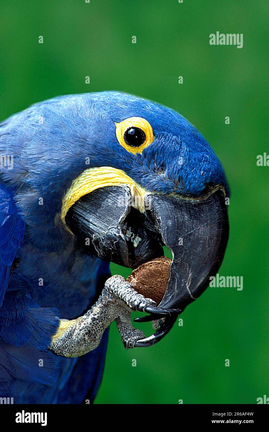 Do Parrots Eat Brazilian Nut Trees 
