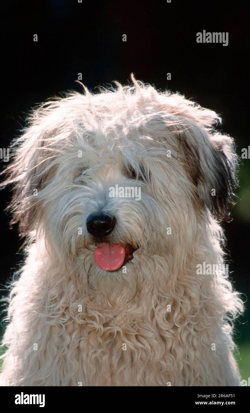 Old German Shepherd Dog, Sheeppoodle Stock Photo