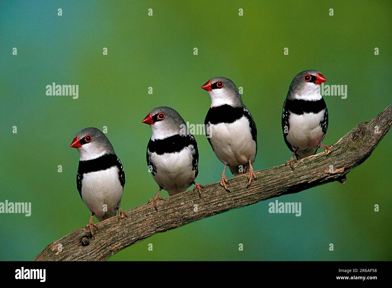 Vogel voegel birds hi-res stock photography and images - Alamy