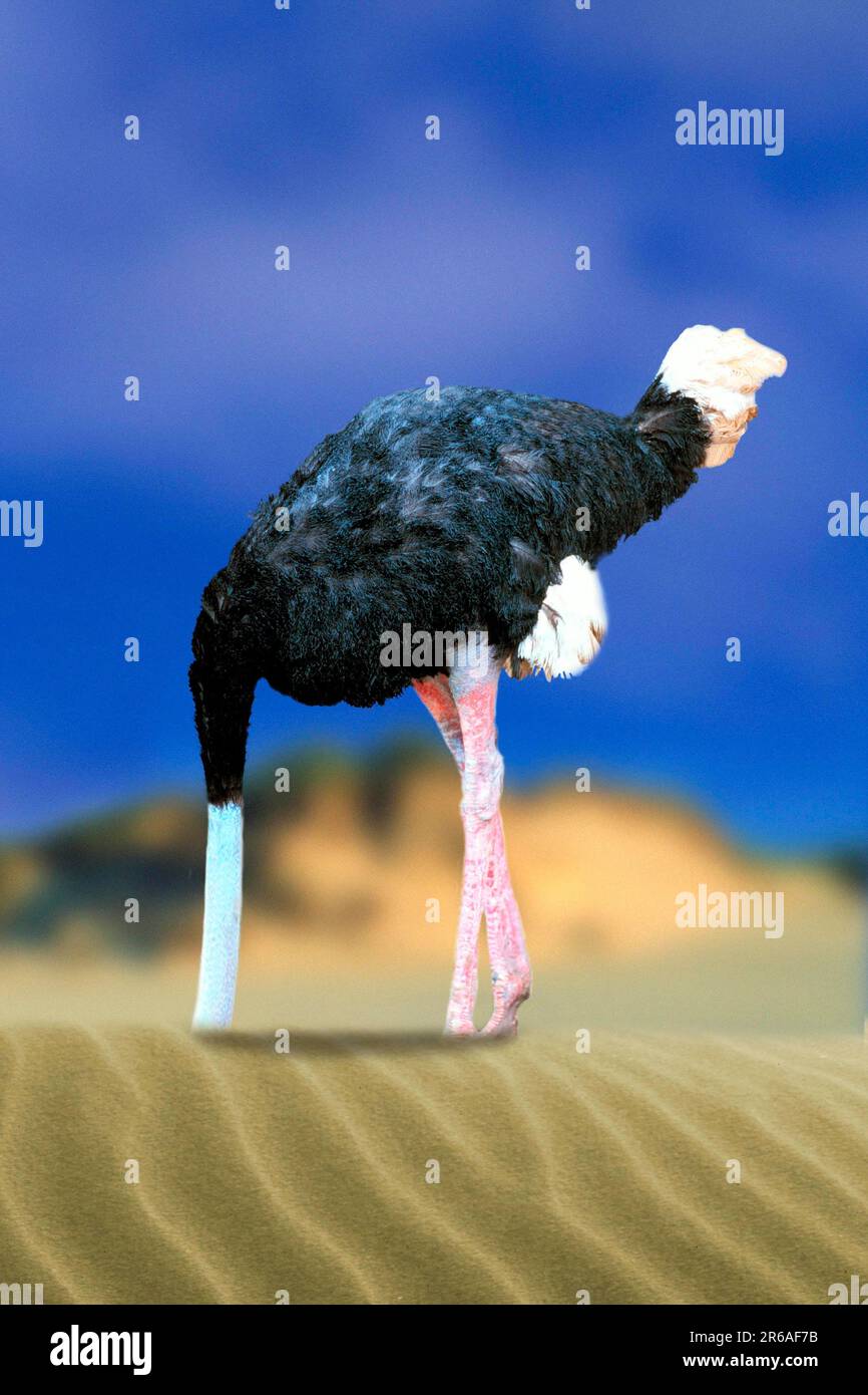 Ostrich with head in the sand, common ostrich (Struthio camelus) sticks head in the sand Stock Photo