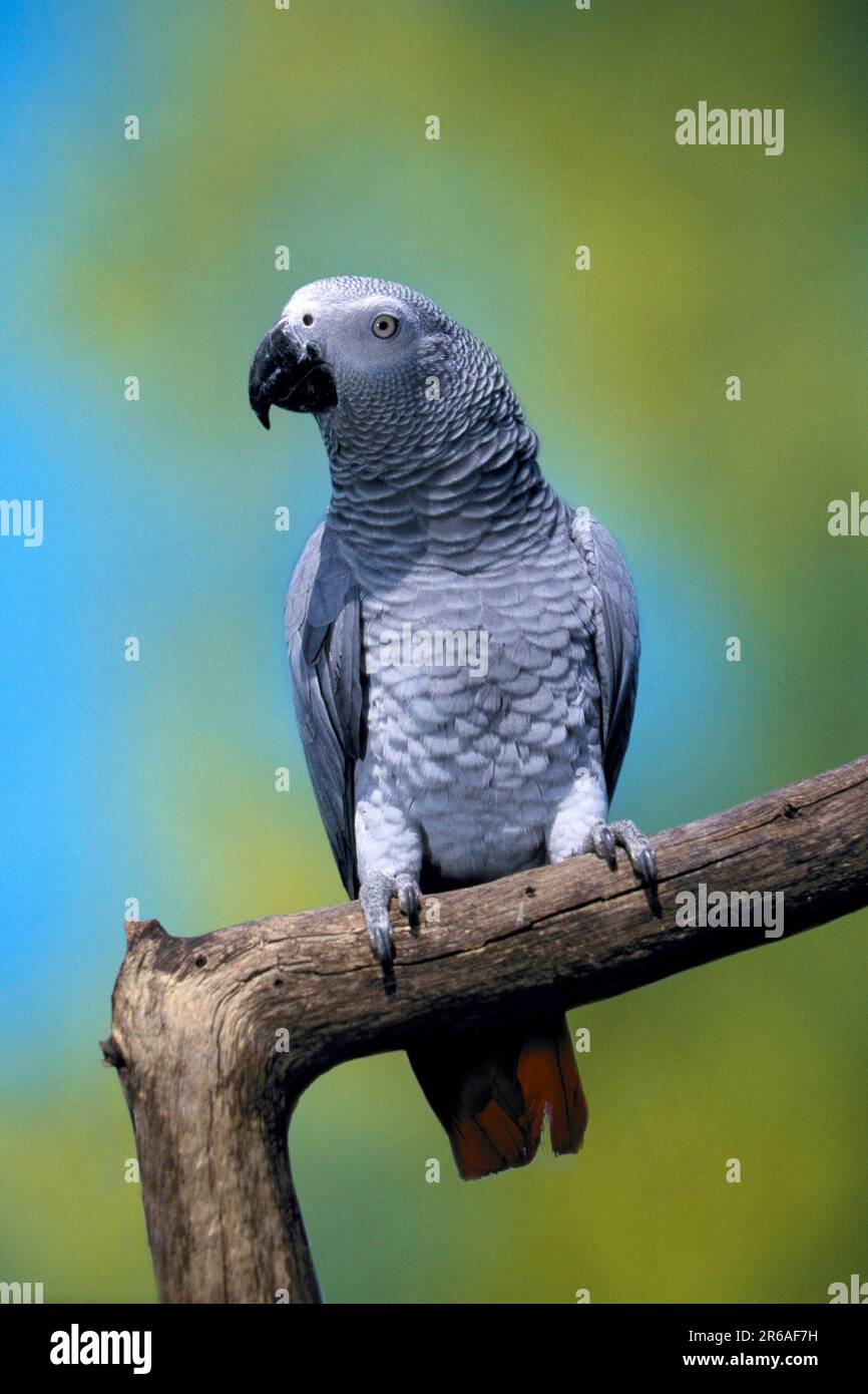 Grey Parrot, congo african gray parrot (Psittacus erithacus erithacus) (Africa) (bird) (birds) (parrots) (animals) (outside) (outdoor) (branch) Stock Photo