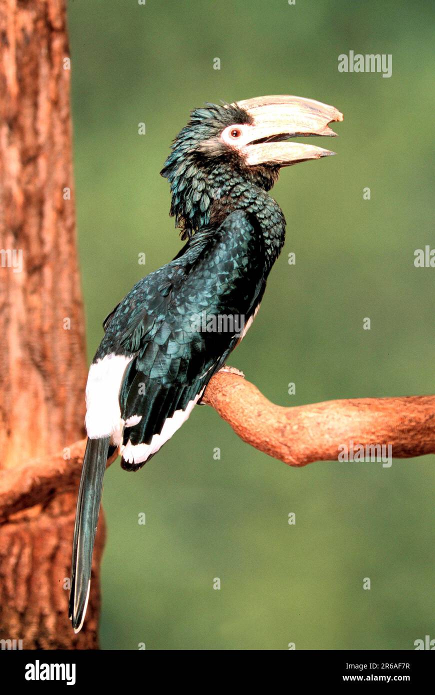 Trompeter Hornbill (Ceratogymna bucinator), Trompeter-Hornvogel, [Nashornvoegel, hornbills, Vogel, Voegel, birds, Afrika, africa, Tiere, animals Stock Photo