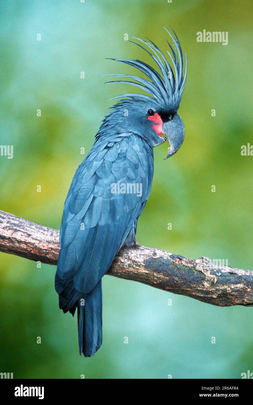 Palm Cockatoo (Probosciger atterimus) Stock Photo