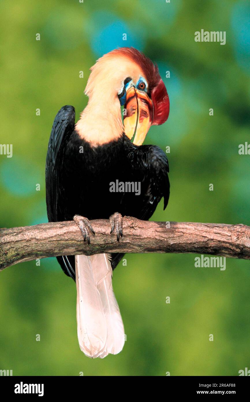 Sulawesi Wrinkled Hornbill (Aceros cassidix), male (Rhyticeros cassidix), knobbed hornbill, male (bird) (birds) (hornbills) (southeast asia) Stock Photo