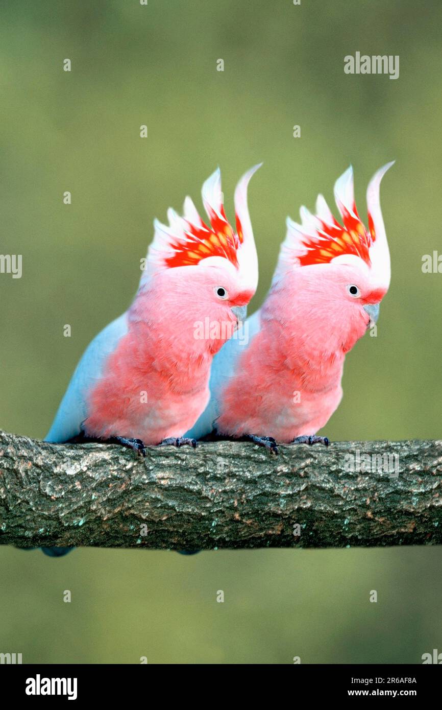 Major Mitchell's Cockatoos (Cacatua leadbeateri), Leadbeater's Cockatoo