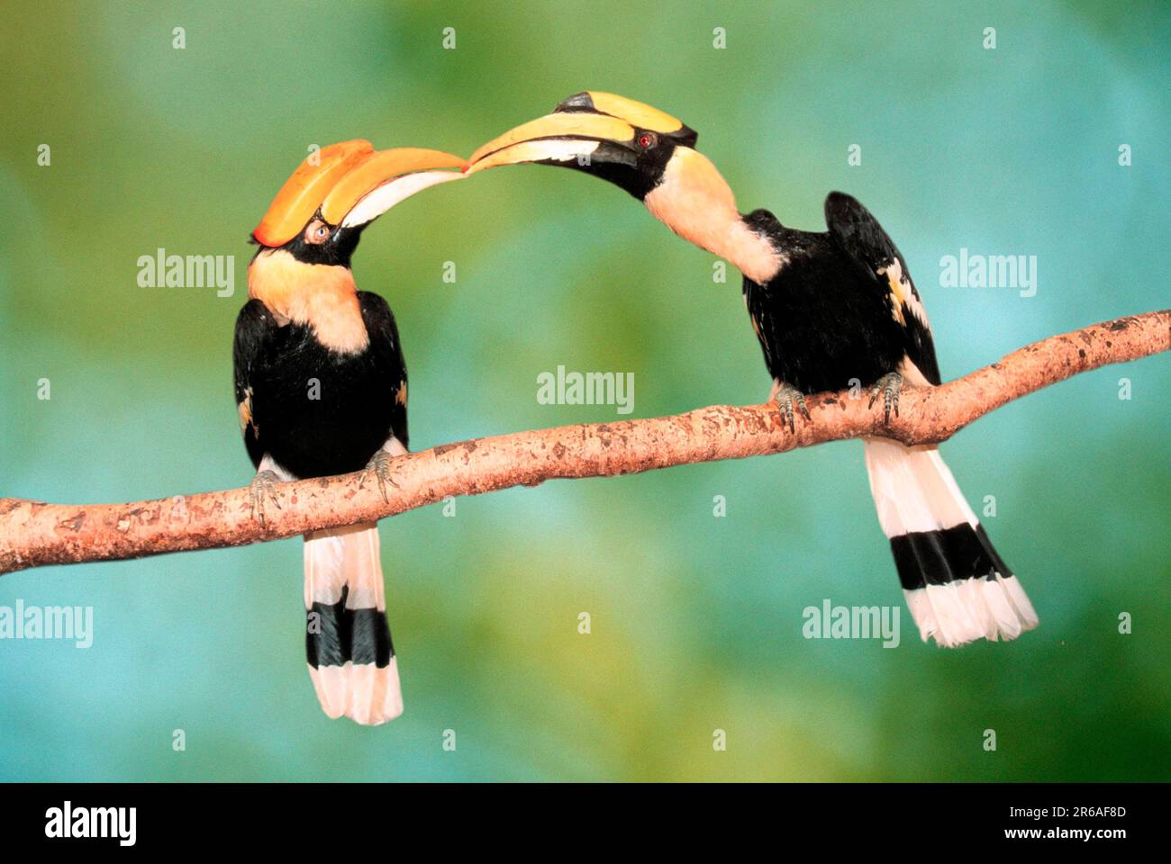 Great Indian Hornbills (Buceros bicornis), pair, male gives food to great hornbill, double hornbills, male gives food to female Stock Photo