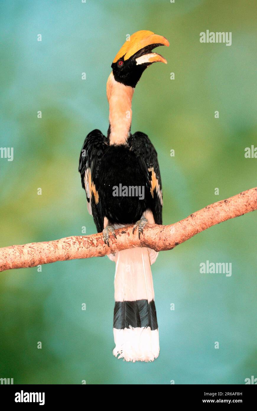 Great Indian Hornbill (Buceros bicornis), male, Doppelhornvogel, maennlich, [Asien, asia, Vogel, Voegel, birds, Nashornvoegel, hornbills, Tiere Stock Photo