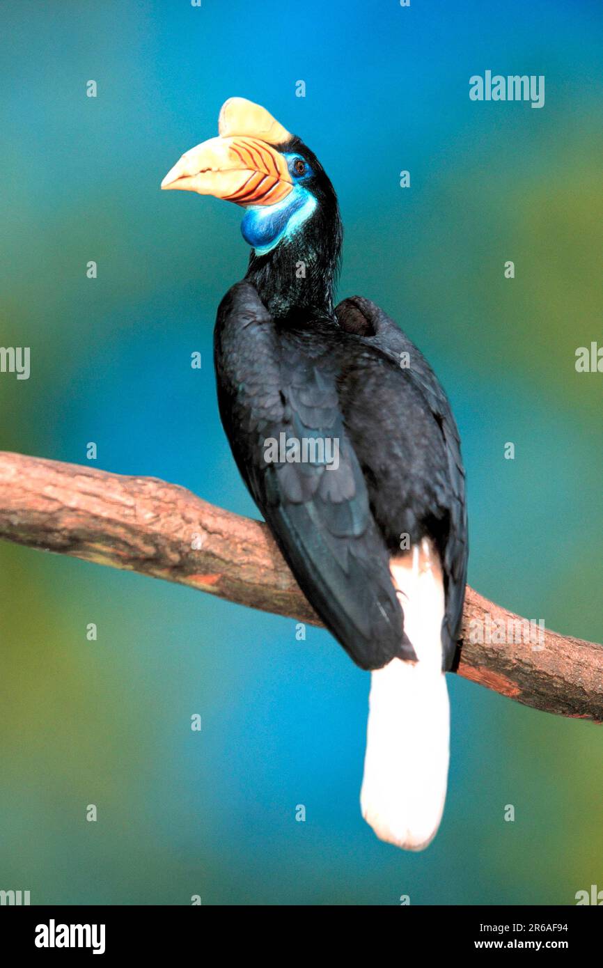 Sulawesi Wrinkled Hornbill (Aceros cassidix), female (Rhyticeros cassidix), Sulawesi-Hornvogel, weiblich, [Suedostasien, southeast asia, Vogel Stock Photo