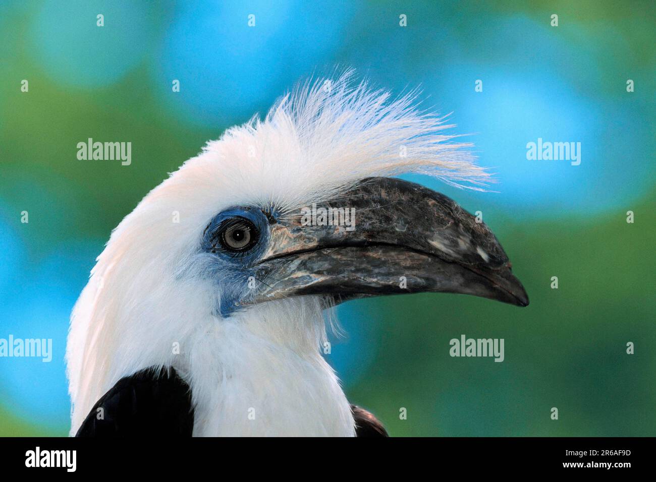 White-crested Hornbill (Aceros comatus), lateral view Stock Photo