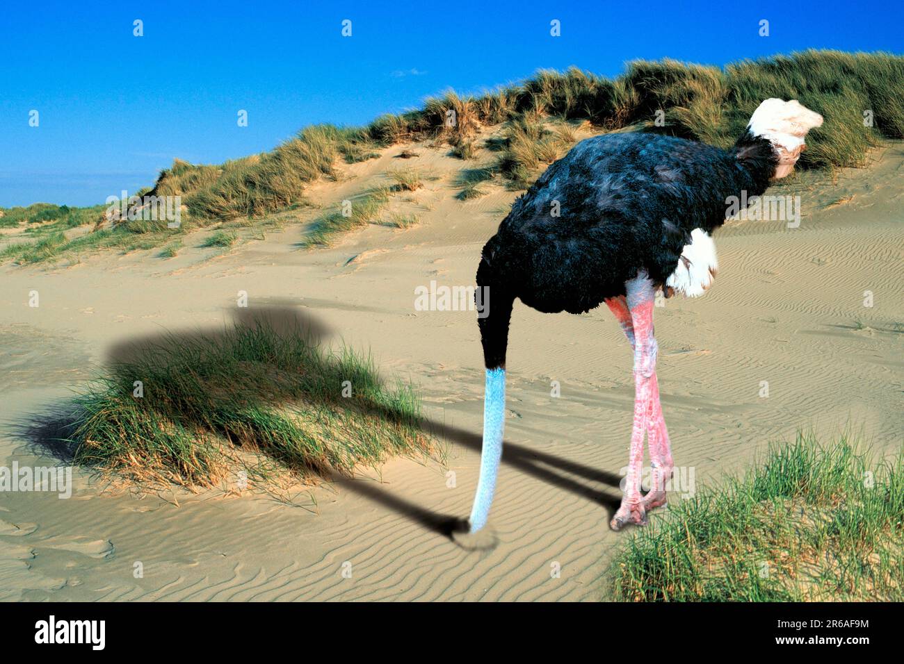 Common ostrich (Struthio camelus) buries head in the sand Stock Photo