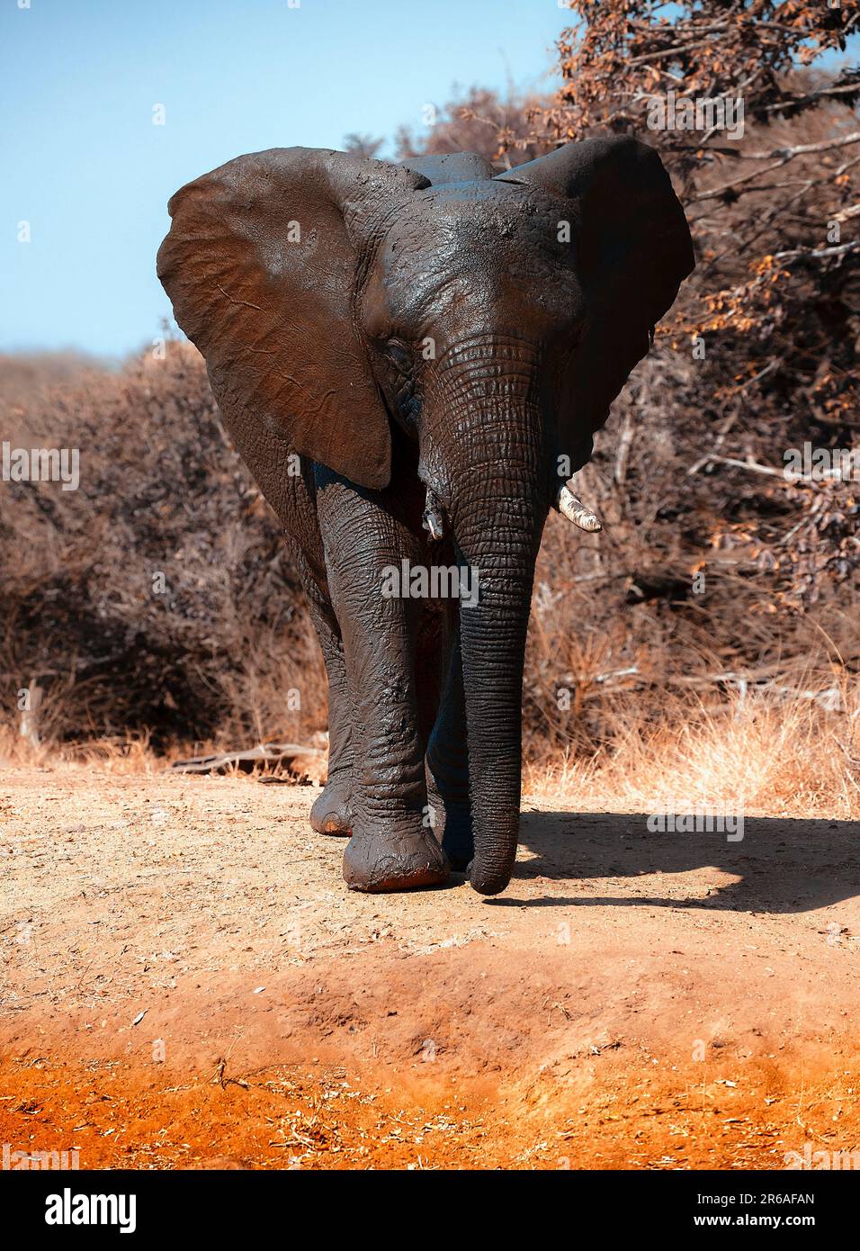 Elephant trunk shop ring