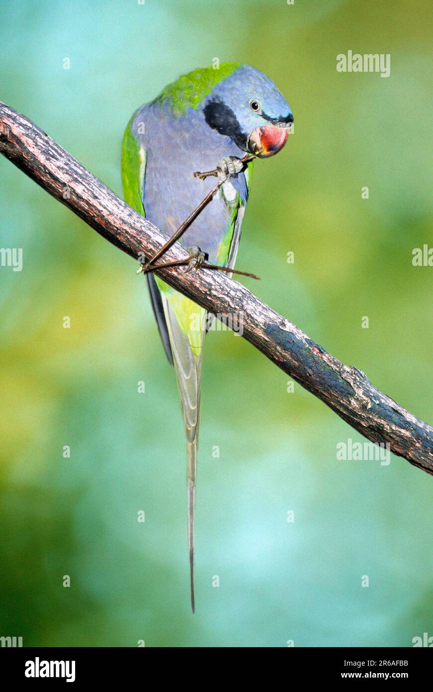 Derbyan Parakeet, male (Psittacula derbyana), Chinasittich, maennlich / Stock Photo