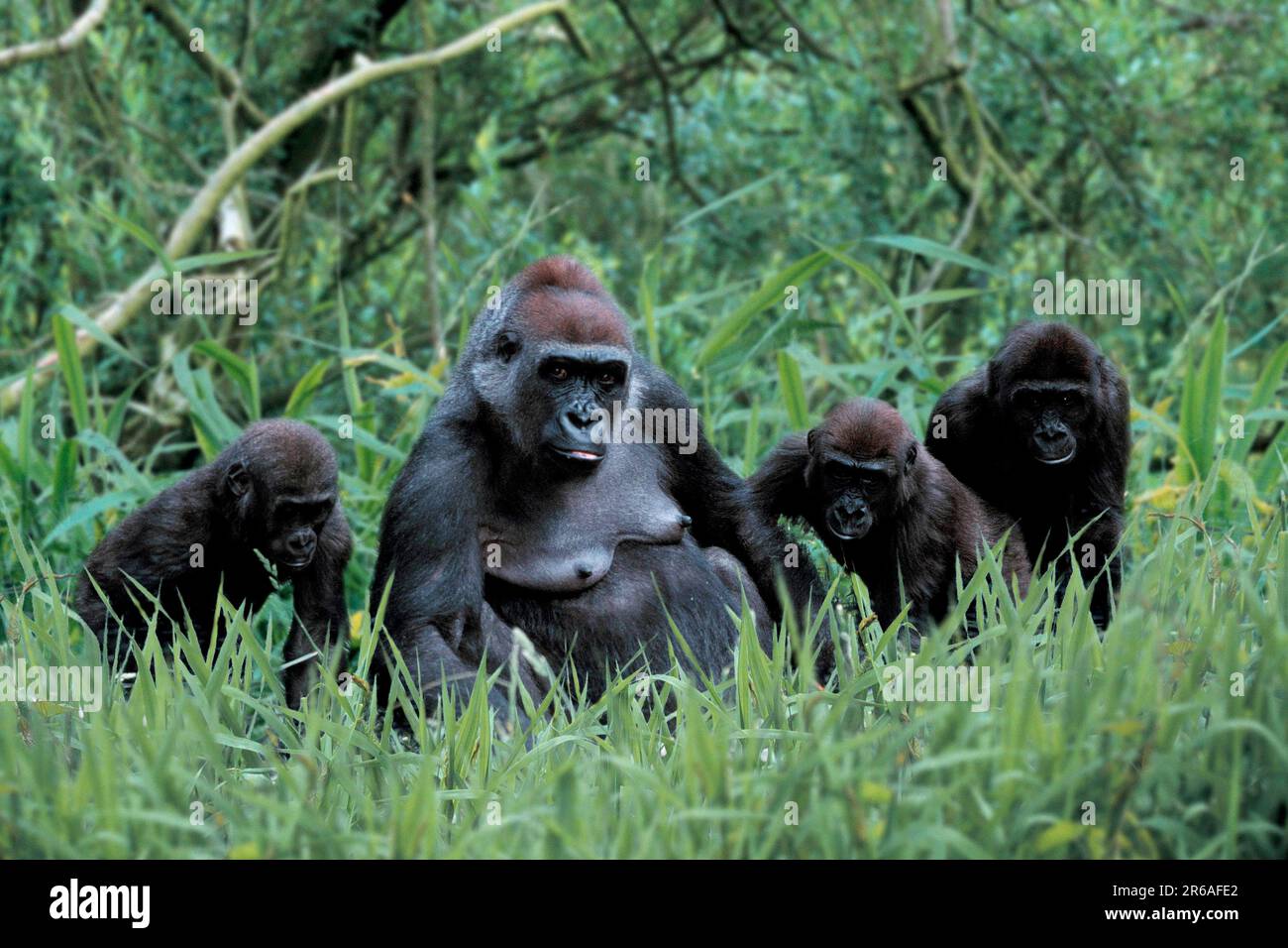 Western gorilla, female with young, western lowland gorillas (Gorilla gorilla gorilla), female and young Stock Photo
