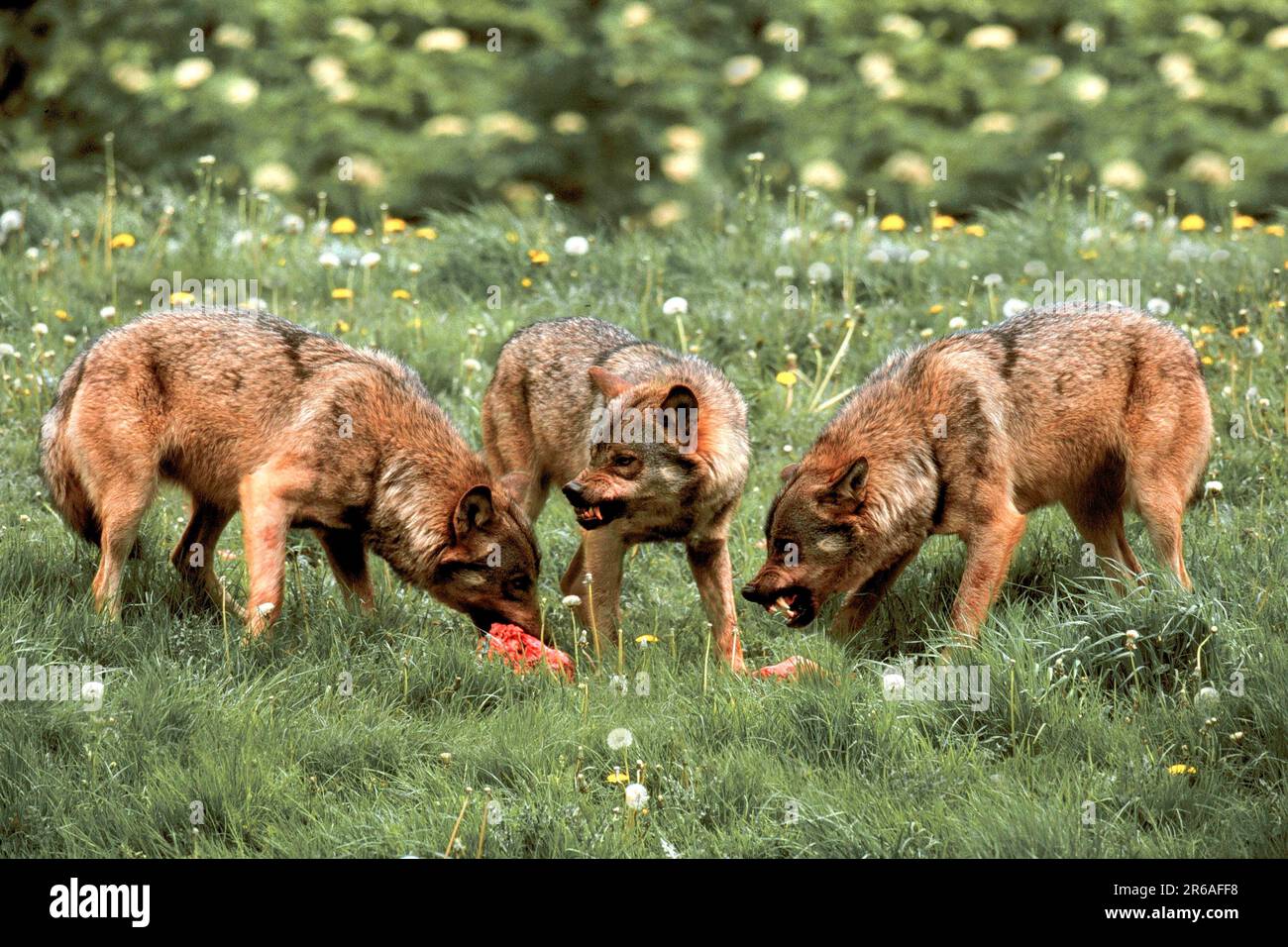 Pack of wolves prey hi-res stock photography and images - Alamy