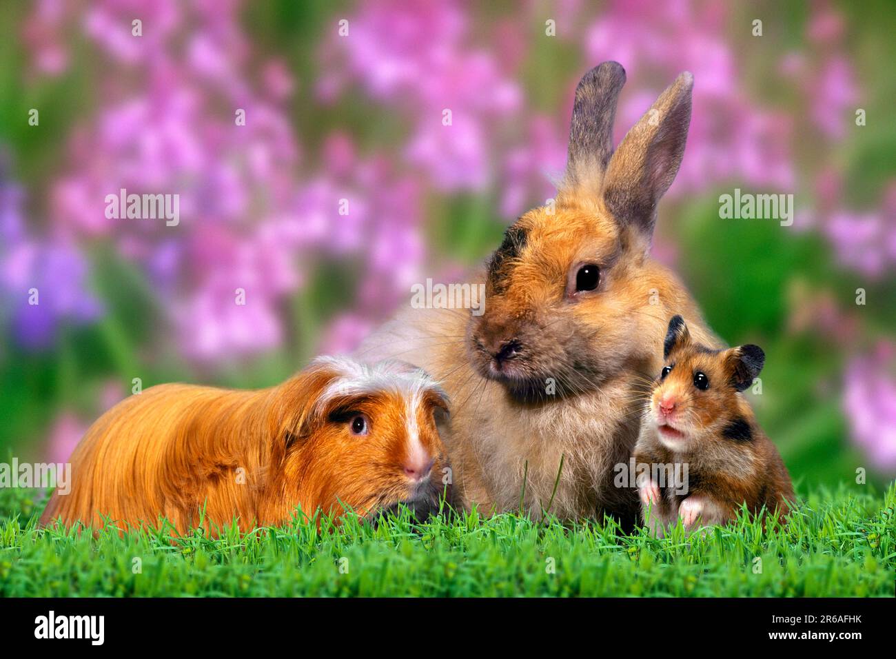guinea pigs, rabbits and golden hamsters Stock Photo Alamy