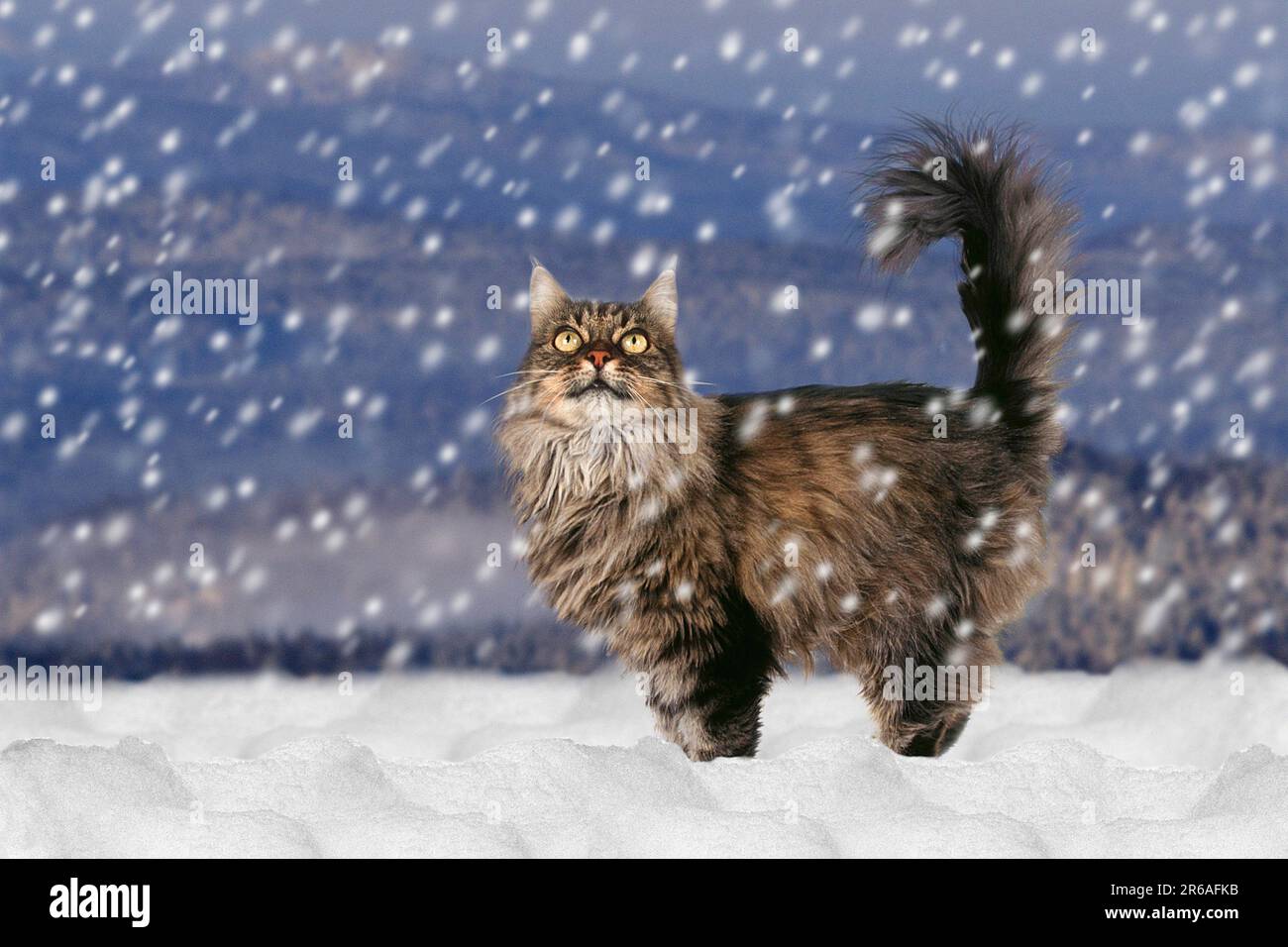 Norwegian Forest Cat in the falling snow, page Stock Photo Alamy