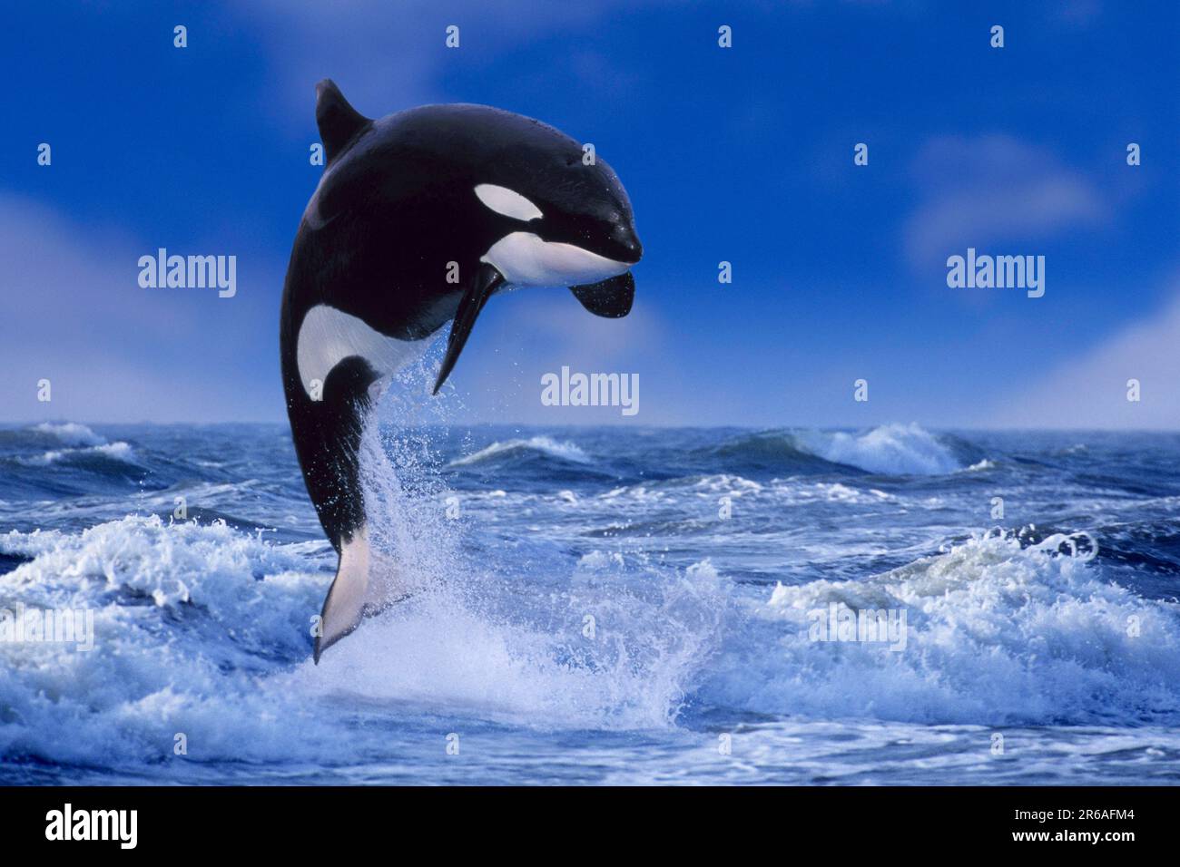 Orca, killer whale (Orcinus orca), Orka (animals) (outdoor) (adult) (movement) (motion) (jump) (jumping) (power) (joy of life) (mammals) (mammals) Stock Photo