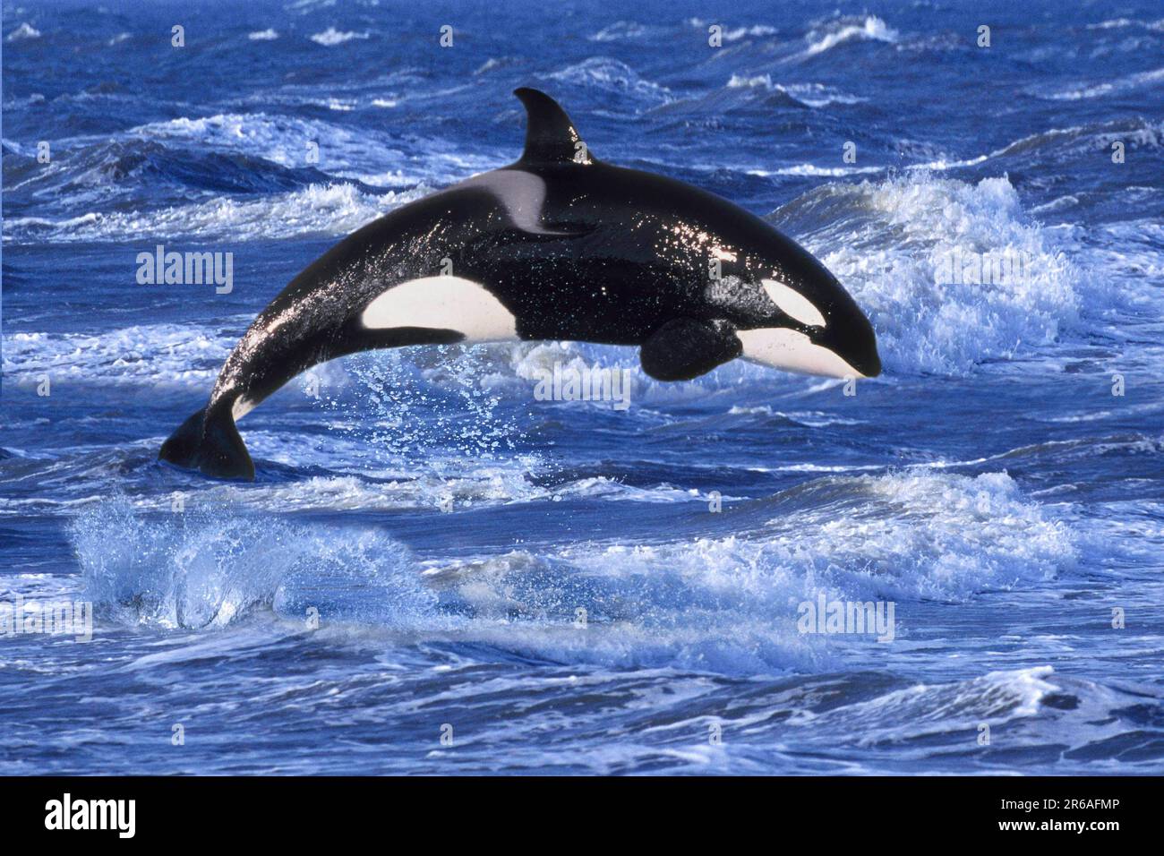 Orca (Orcinus orca), Schwertwal, seitlich, side, Orka Stock Photo