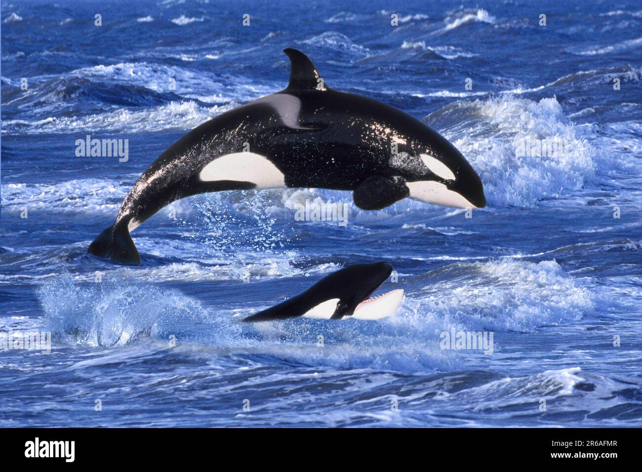 Orcas (Orcinus orca), Schwertwale, seitlich, side, Orka Stock Photo