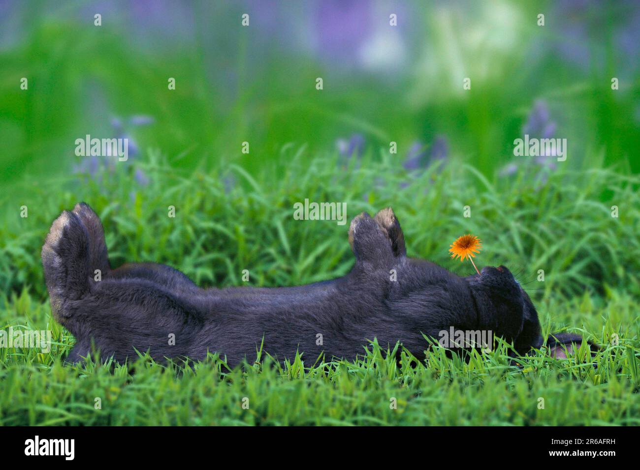 Rabbit, lying on its back, Blue Viennese rabbit lying on its back
