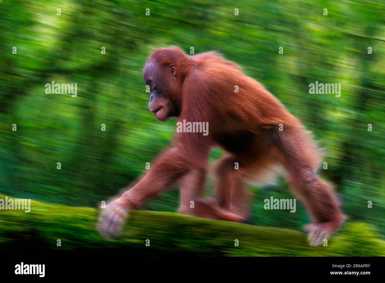 Young Sumatran orangutan, running (Pongo pygmaeus abelii), Sumatran