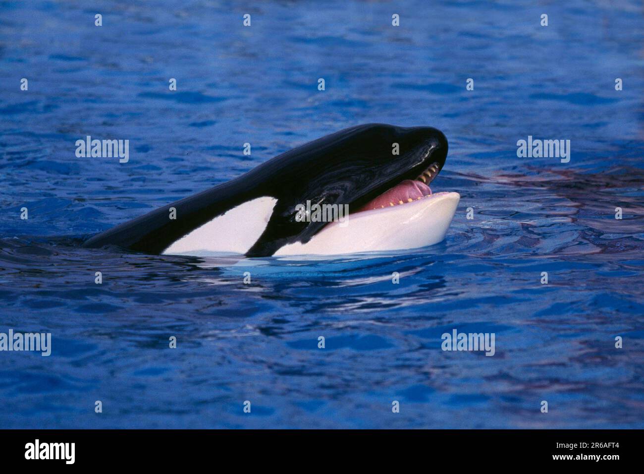 Killerwhale, Orca (Orcinus orca), Schwertwal, Orka Stock Photo