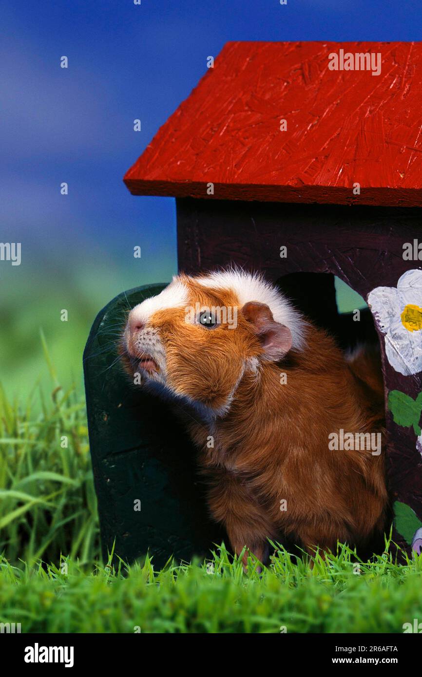 Abyssinian guinea pig, red and white, rosette guinea pig, looking out