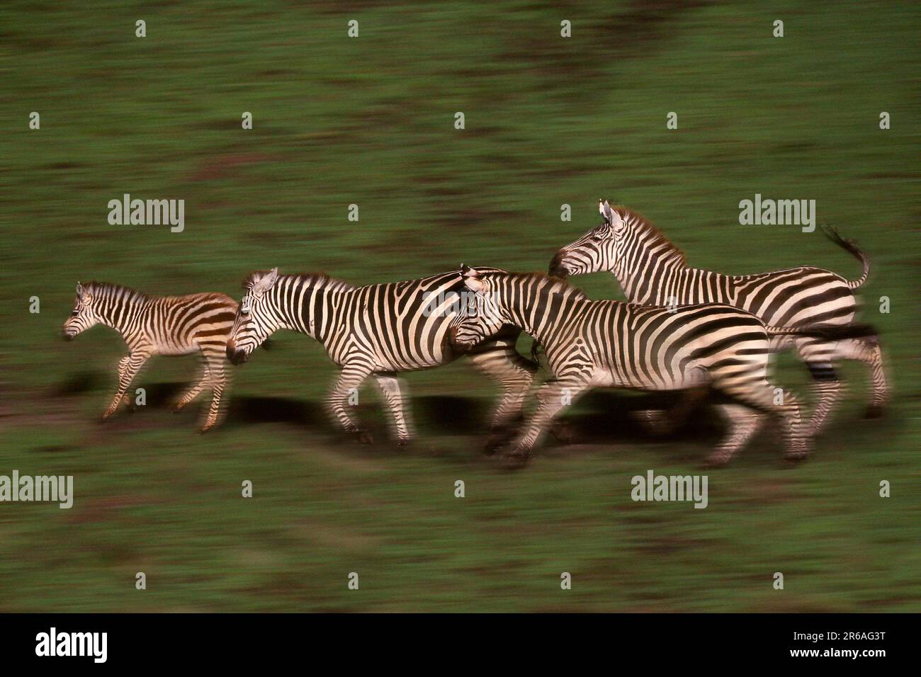 Afrika rallye hi-res stock photography and images - Alamy