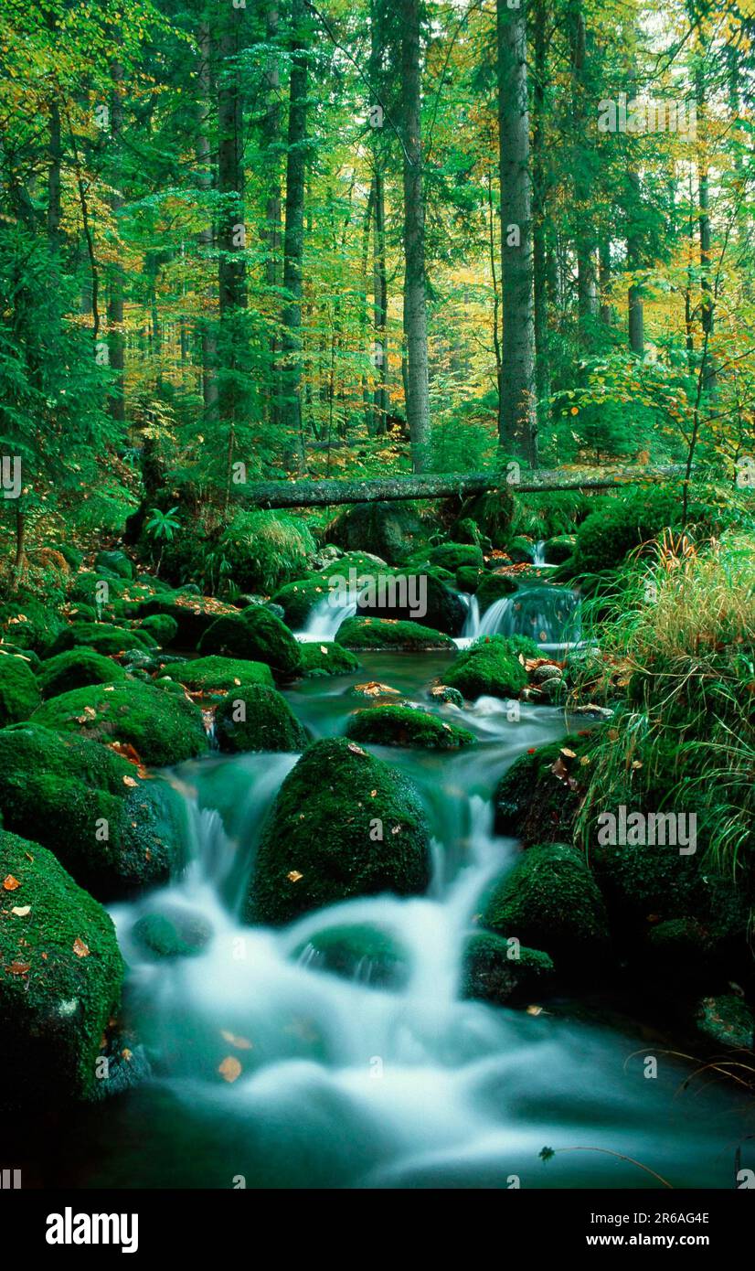 Forest Stream In Autumn, Schwarzbach, Rock Hiking Area (Europe.