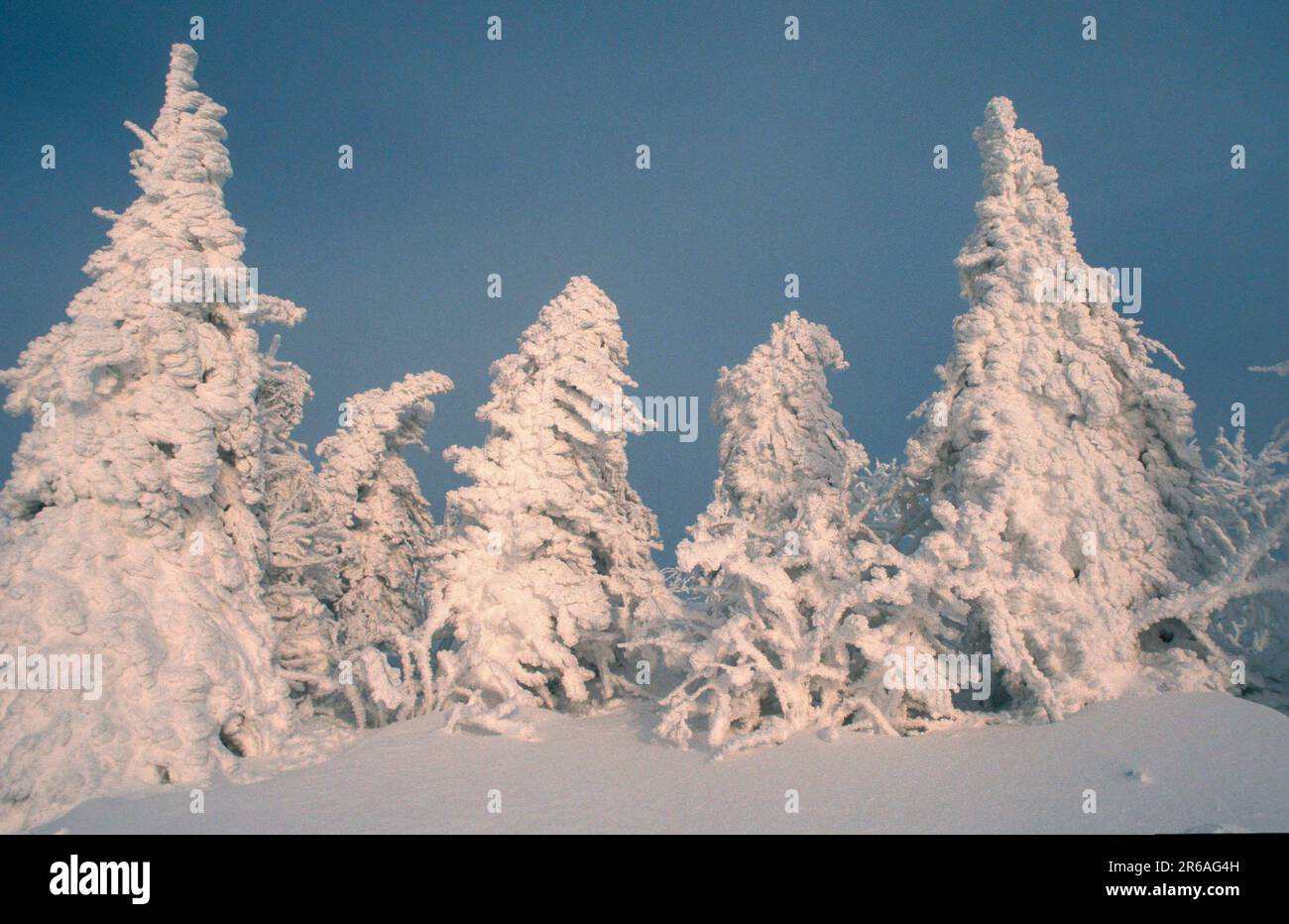 Snowcovered Trees, Snowcovered Trees (Europe) (Winter) (Landscapes) (landscapes) (Conifer) (Landscape) (horizontal), Lusen, Bavarian Forest National Stock Photo