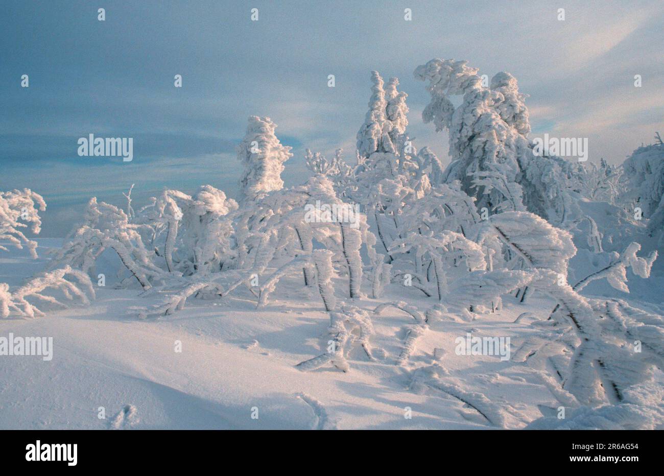 Snowcovered Trees, Snowcovered Trees (Europe) (Winter) (Landscapes) (landscape) (horizontal), Lusen, Bavarian Forest National Park, Germany Stock Photo