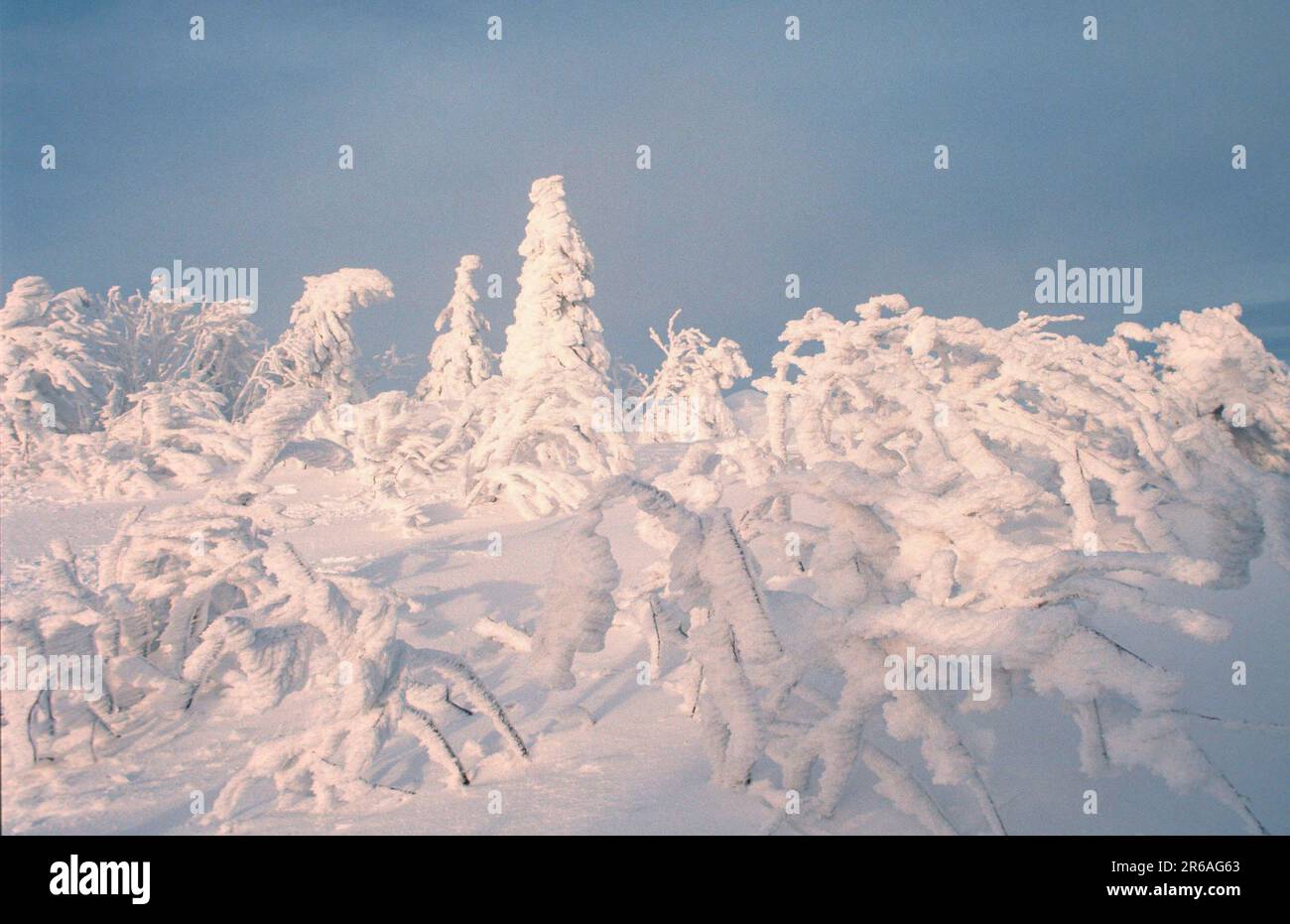 Snowcovered Trees, Snowcovered Trees (Europe) (Winter) (Landscapes) (landscapes) (coniferous forest) (coniferous) (landscape) (horizontal), Lusen Stock Photo