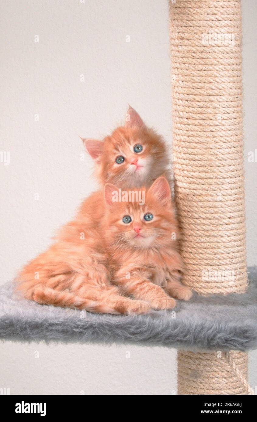 Norwegian Forest Cats, kitten, ginger, 6 weeks Stock Photo - Alamy, image size:845x1390