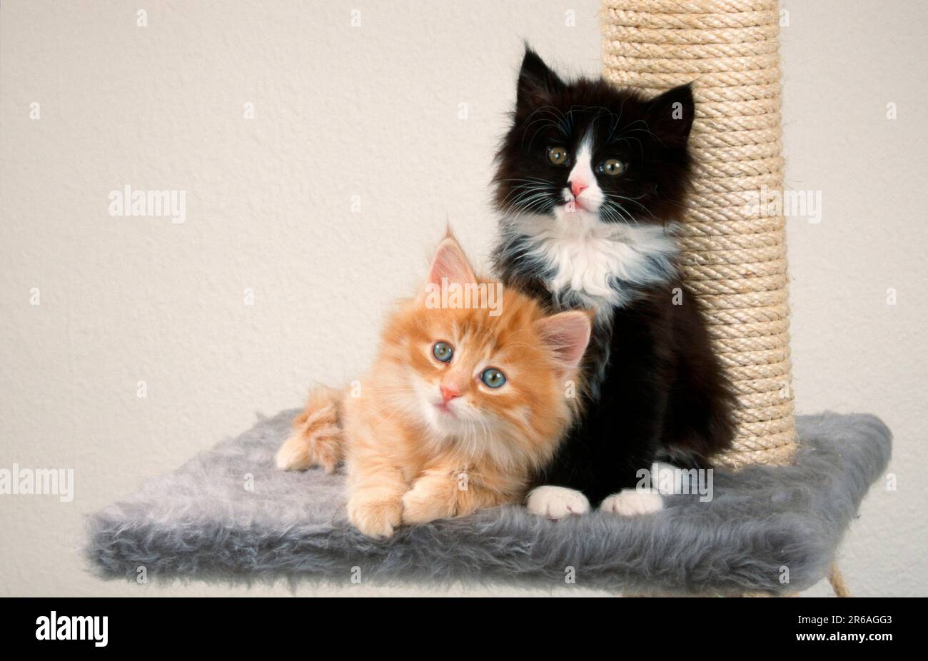 Norwegian Forest Cats, kittens, red and black and white, 6 weeks, cat tree Stock Photo Alamy