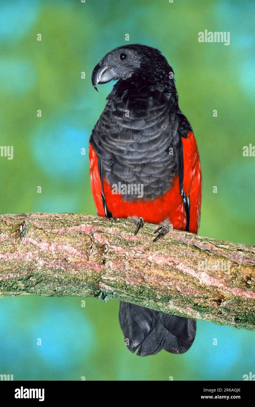 Pesquet's Parrot (Psittrichas fulgidus) (animals) (southeast asia) (bird) (birds) (parrots) (branch) (outside) (outdoor) (frontal) (head-on) (from Stock Photo