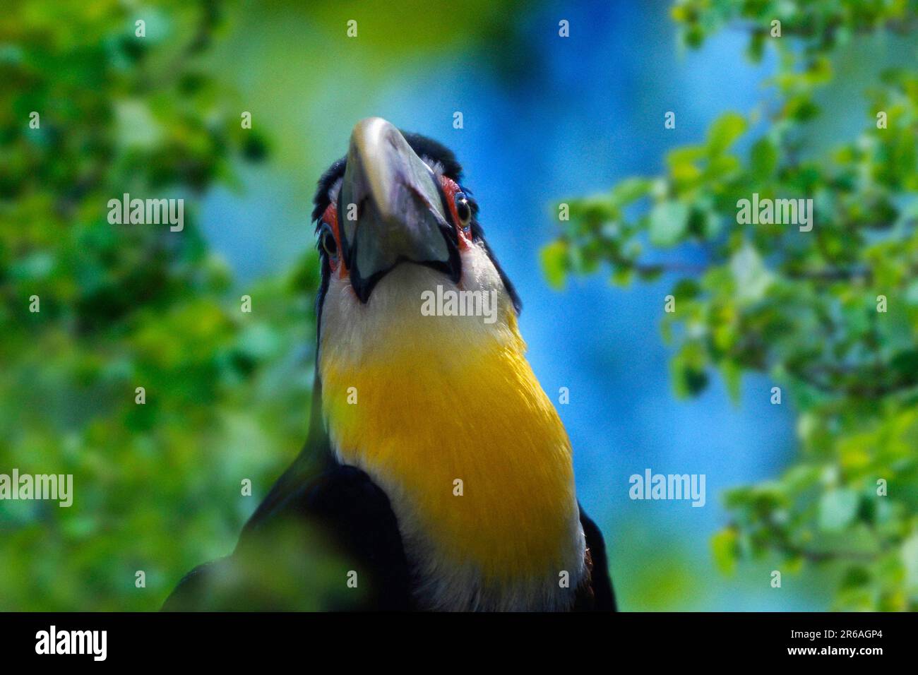 Green-billed toucan (Ramphastos dicolorus) Stock Photo