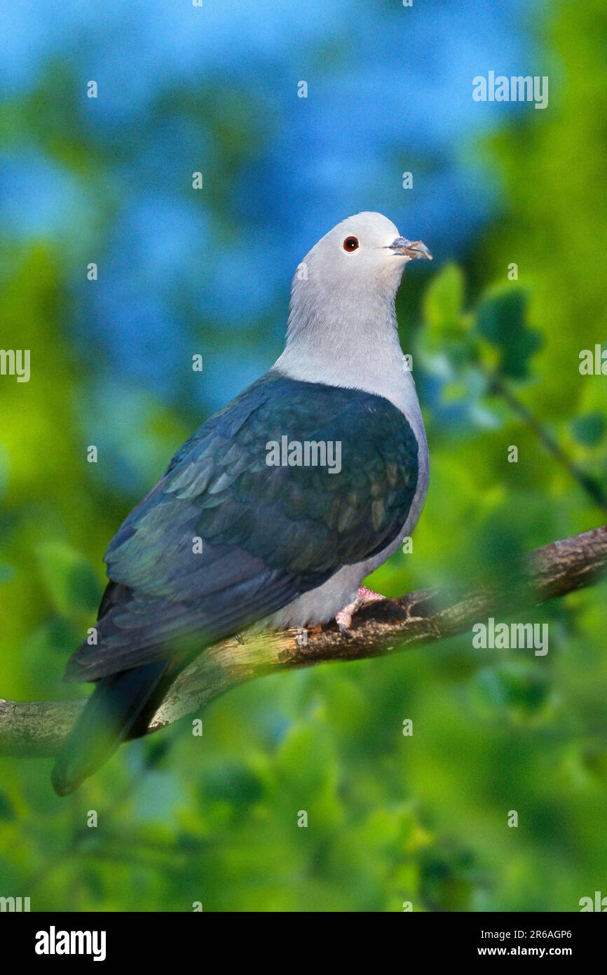 Green imperial pigeon (Ducula aenea) Stock Photo