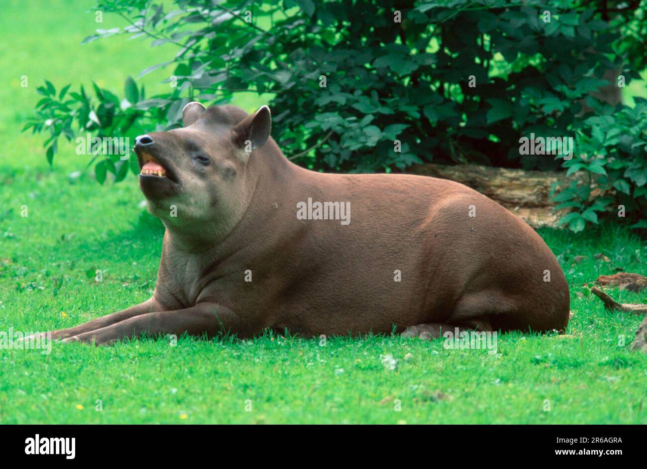 South American tapir Tapirus terrestris lowland tapir fleshing Biology Diagrams