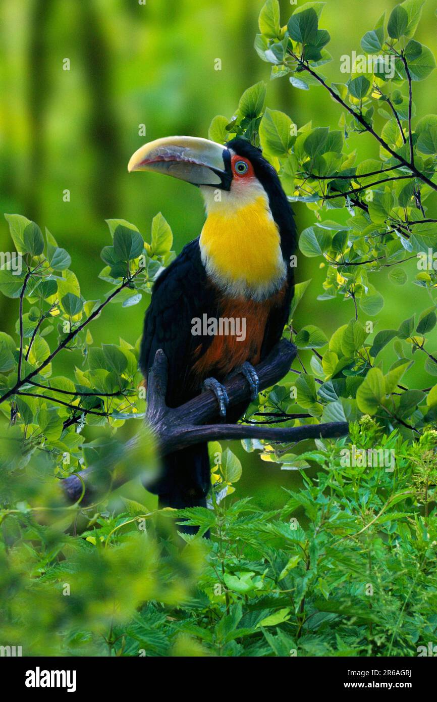 Green-billed toucan (Ramphastos dicolorus) Stock Photo