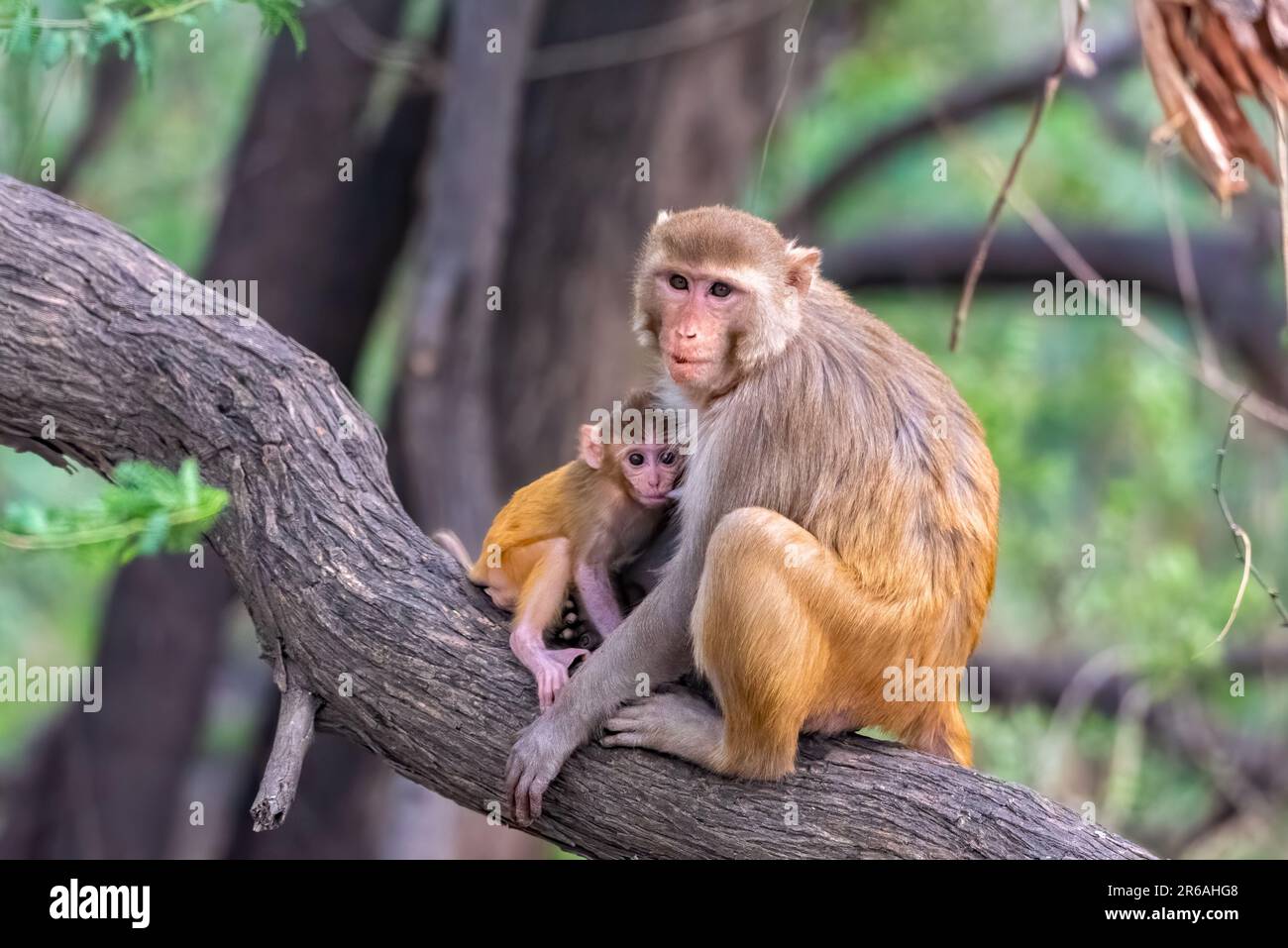 Mother monkey gives baby a piggyback ride. Chandigarh, India THESE