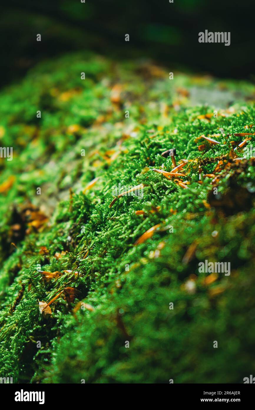 Moss on a tree branch hi-res stock photography and images - Alamy