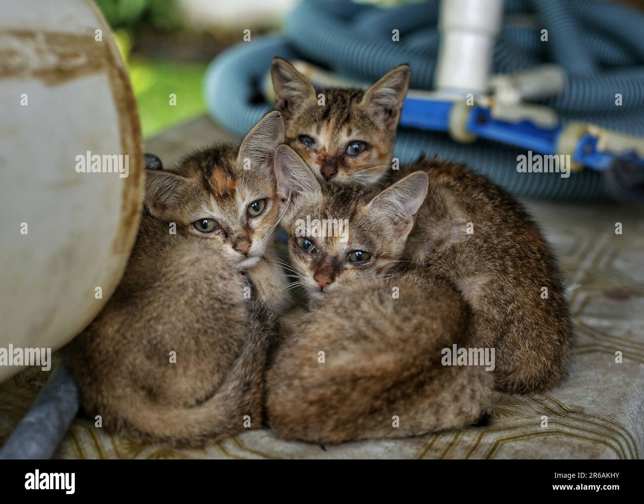 Three adorable kittens cuddle up together to gaze at the camera, while a small colorful ball lies close by Stock Photo